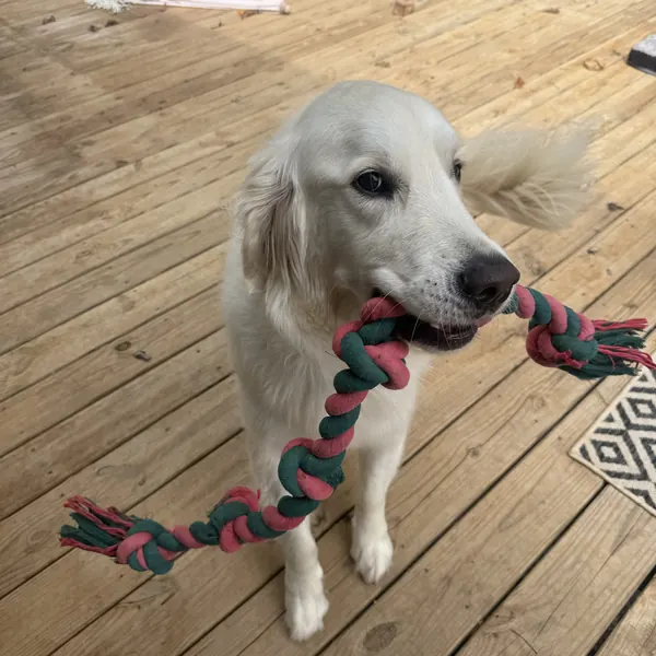 A fluffy white golden retriever holding a pink and green rope toy on the deck