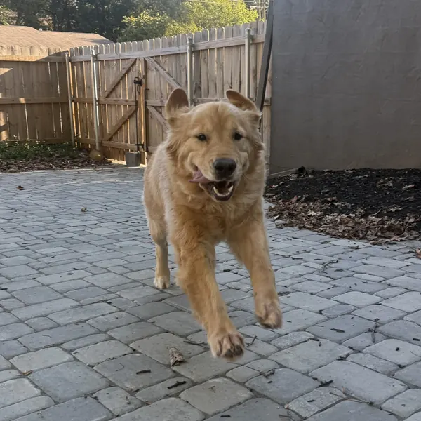 A golden retriever running across the patio toward the camera