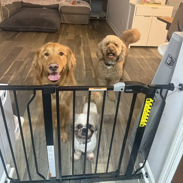 A golden retriever, a doodle and a shih tzu waiting at the baby gate