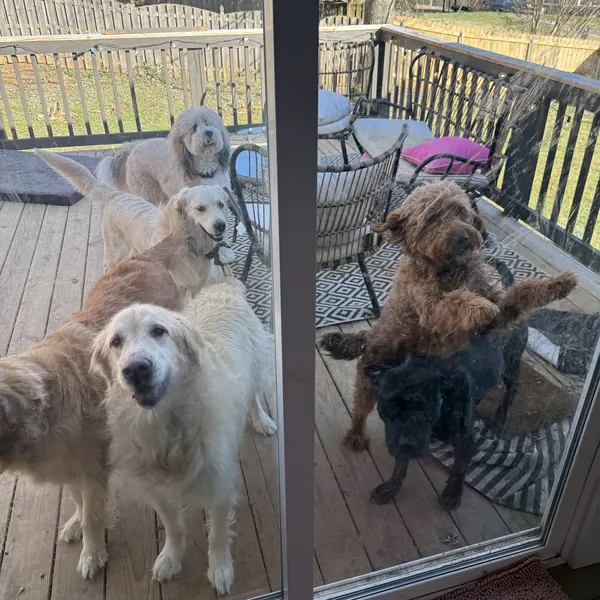 A group of dogs on the deck looking in through the glass door