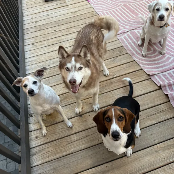 A husky, a beagle and two other pups sitting together on the deck