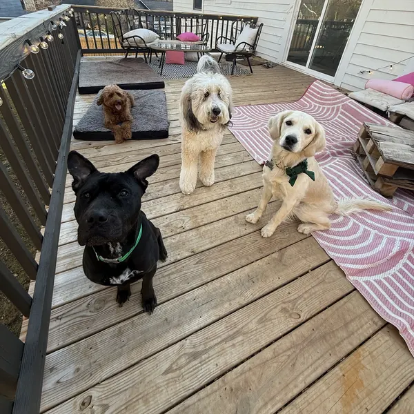 Four dogs hanging out on the deck, one wearing a green bow